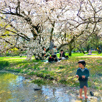 kyoto12